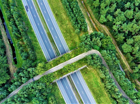 Top view of a wildlife crossing on a highway in a middle of a forest