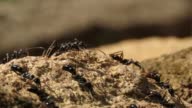 istock Group of Black ants are carrying their food 1443470825