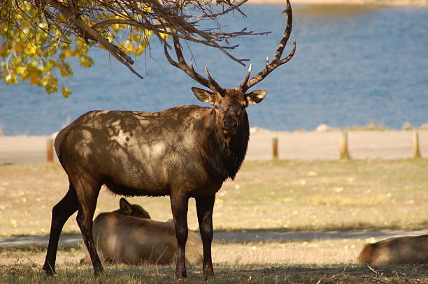 Big Bull Elk stock photo