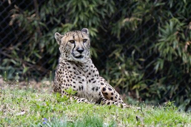 istock Southeast African cheetah (Acinonyx jubatus jubatus) lying on the grass 1443471010