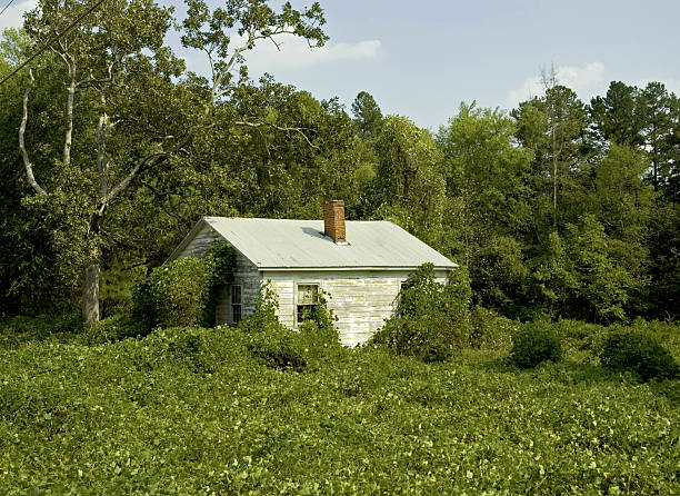 kudzu ofertas públicas de aquisição - kudzu - fotografias e filmes do acervo