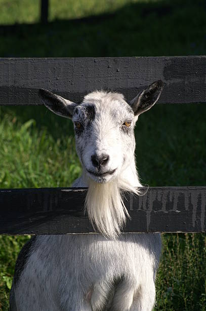 Goat stock photo