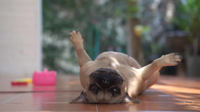 Funny cute French bulldog lazily lying on the floor in 4K