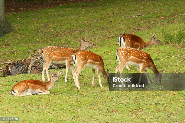 Fallow Deer 5 Stock Photo - Download Image Now - Animal, Animal Wildlife, Animals In The Wild