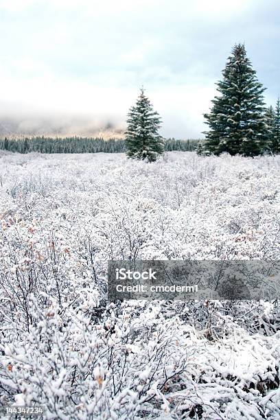 Foto de Neve E Landcsape De Inverno e mais fotos de stock de Alberta - Alberta, Banff, Branco