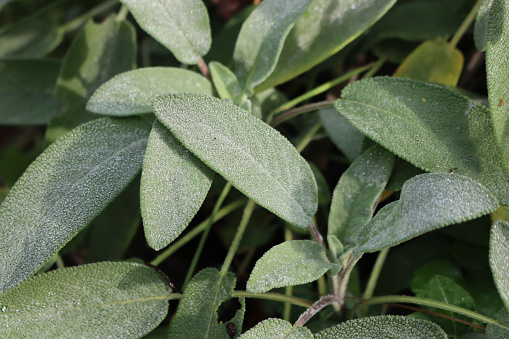 Green Sage plant covered by early frost in the vegetable garden. Salvia officinalis