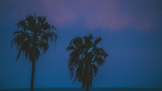 A closeup shot of two palm trees during the sunset