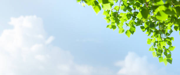 istock Tree branch with leaves in front of blue sunny sky 1443473744