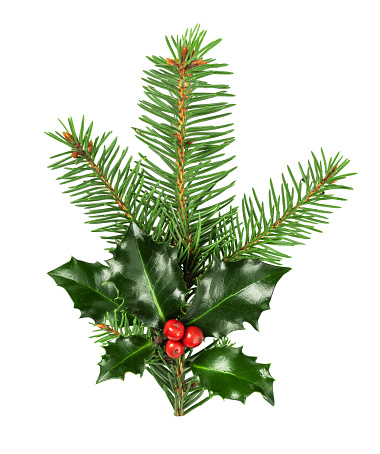 Fir tree and holly berries branch isolated on white background. Christmas tree and holly branch for design.