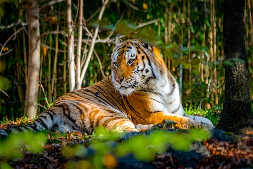 An adult tiger lying on the ground while observing the surroundings