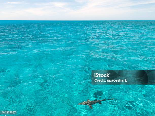 Foto de Bahamas Com Um Tubarão e mais fotos de stock de Aberto - Aberto, Animal, Azul