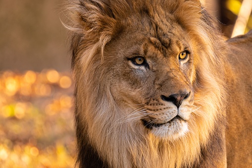 A portrait of a young Lion King outdoors on a sunny day