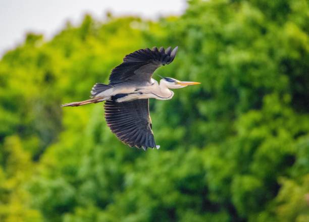 istock Grey heron (Ardea cinerea) flying near green trees 1443474749