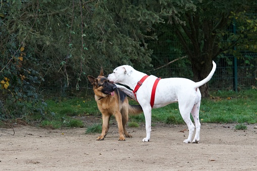 Funny scene of an Argentinian Dog kissing a german shepherd dog on the cheek.