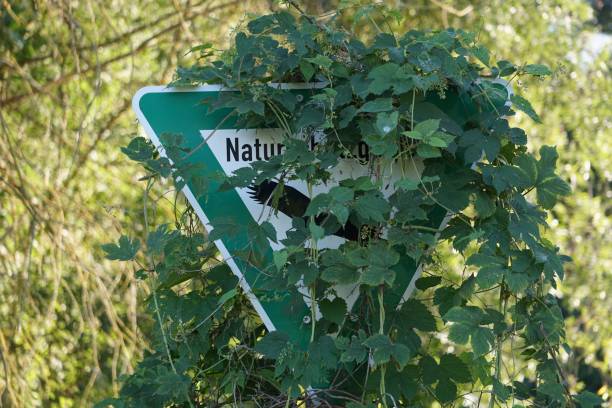 The triangle sign covered with green leaves