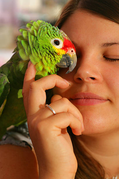 Parrot Passion stock photo