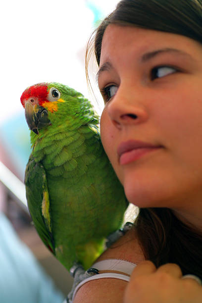 Parrot Passion (4-6) stock photo