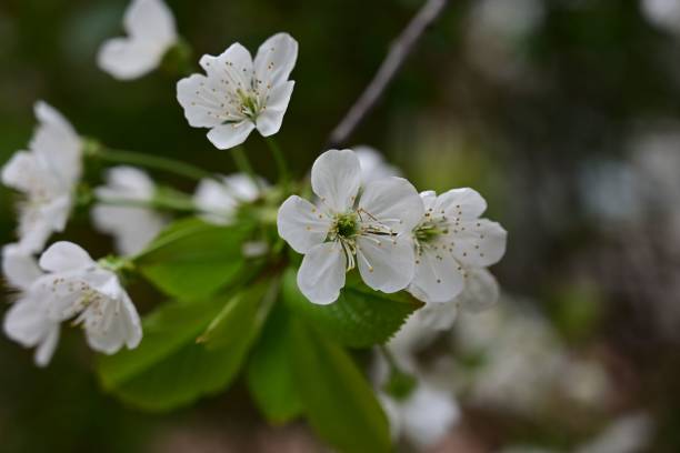 istock White flower plant in the garden 1443475849