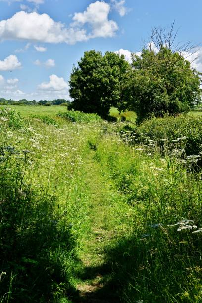 istock Peaceful view from a rural countryside with a narrow path 1443476761