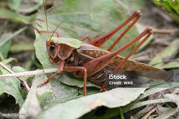Foto de Grasshopper e mais fotos de stock de Animal - Animal, Antena - Parte do corpo animal, Asa Vestigial