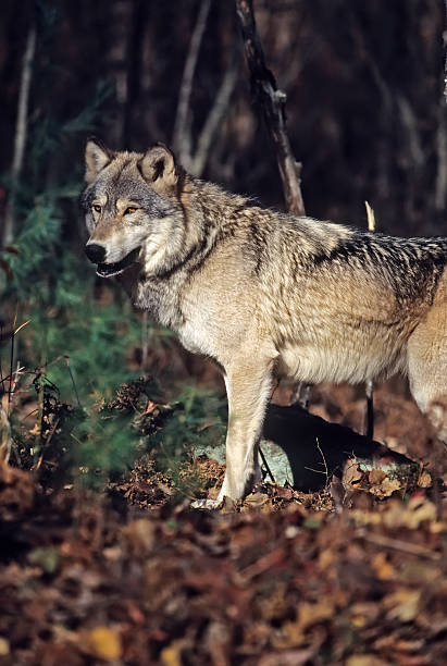 All Grey Wolves 80+ Gray Wolf Minnesota Stock Photos, Pictures & Royalty-Free Images ...