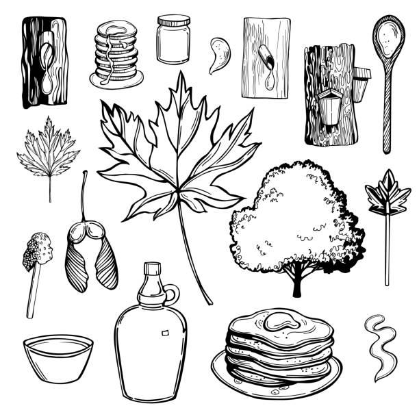 ilustrações de stock, clip art, desenhos animados e ícones de maple syrup set. sketch  illustration. - maple wood