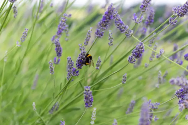 Selective Focus On Lavender Flower With Bee In Flower Garden - Lavender Flowers. Wide Field Of Lavender In Summer Morning, Panorama Blur Background.