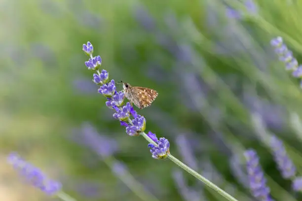 Selective Focus On Lavender Flower With Butterfly In Flower Garden - Lavender Flowers. Wide Field Of Lavender In Summer Morning, Panorama Blur Background.