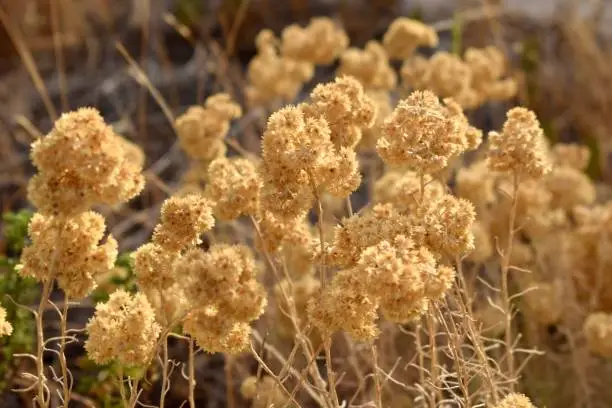 Dried Flowers In Summer