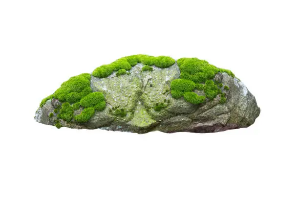 Photo of stone covered with moss isolated on white background