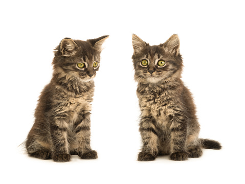 two kittens isolated on white background