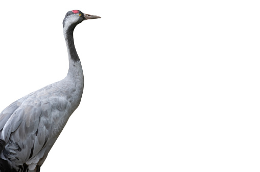 japanese crane close up isolated on white background