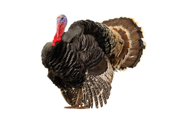 istock beautiful male turkey isolated on white background 1443479829