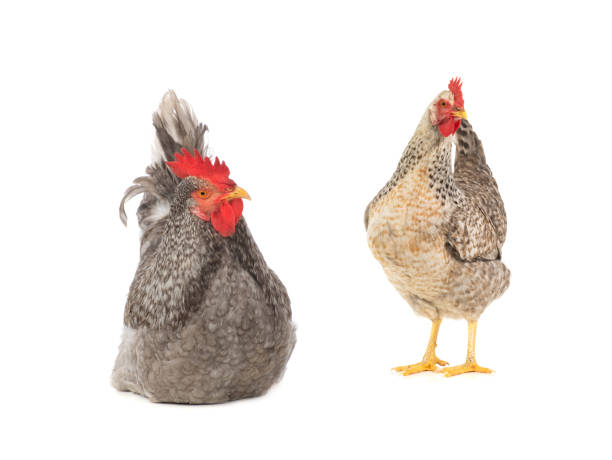 istock gray roosters and chiken isolated on white background 1443479908