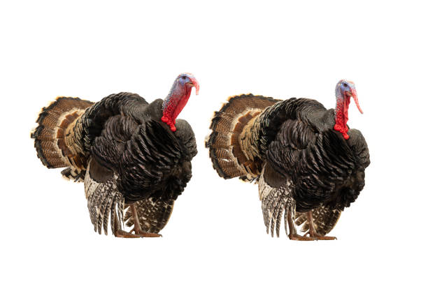 istock beautiful two male turkey isolated on white background 1443479940