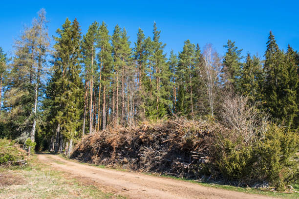 timber pile by a forest road - logging road imagens e fotografias de stock