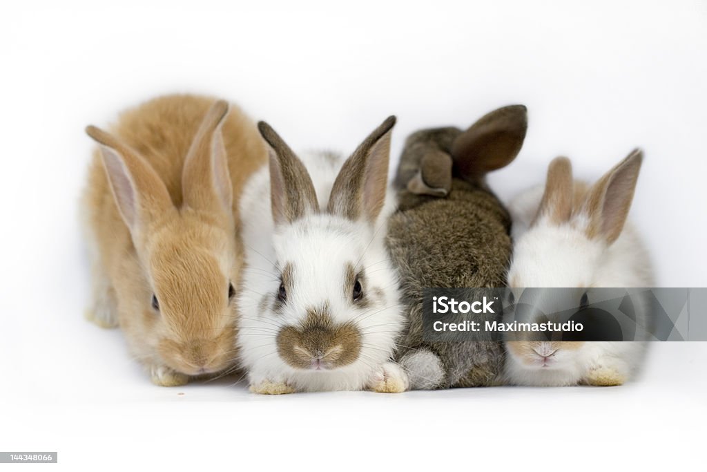 rabbit family Sweet rabbit family.4 baby rabbits looking very sweet Family Stock Photo
