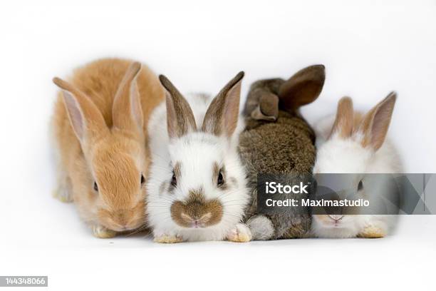 Rabbit Family Stock Photo - Download Image Now - Family, Pets, Standing Out From The Crowd