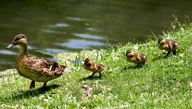 canards marcher dans une ligne droite - protective suit photos photos et images de collection