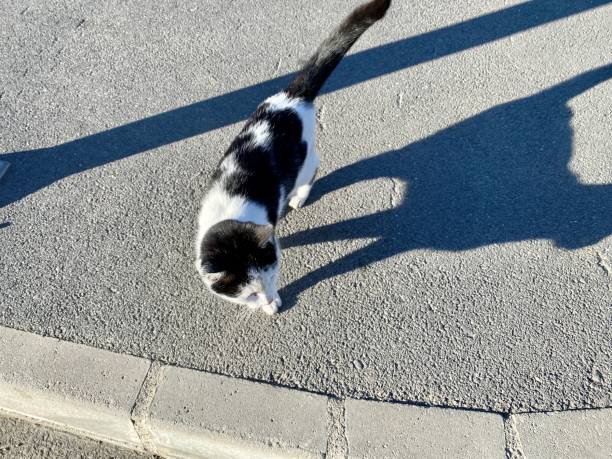 istock cute cat in black and white color 1443481294