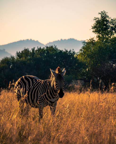вертикальный снимок красивой зебры, стоящей на сухой траве в национальном парке пиланесберг в солнечный день - pilanesberg national park фотографии стоковые фото и изображения