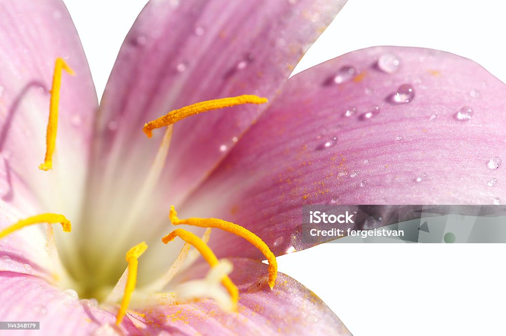 Hermosa flor sobre un fondo blanco - Foto de stock de Abierto libre de derechos