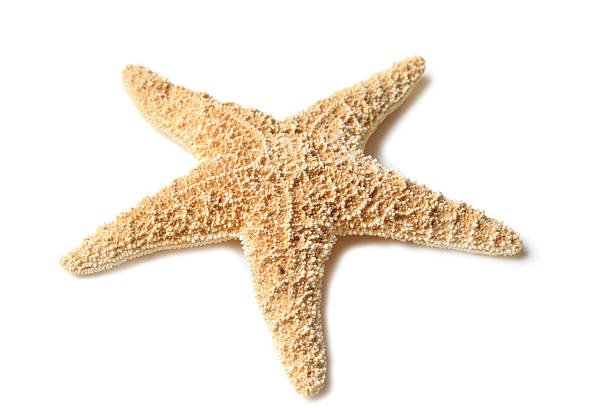 ヒトデ、白で分離 - pentagonaster starfish ストックフォトと画像