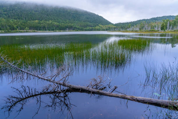istock An old withered tree fallen into a lake with calm water in the mountains 1443482633