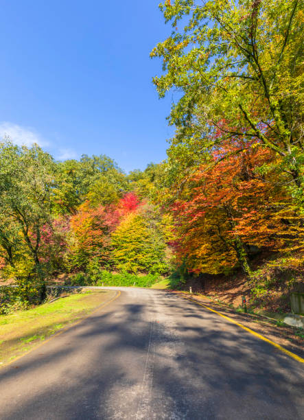 istock Autumn forest colors in Azerbaijan 1443483077