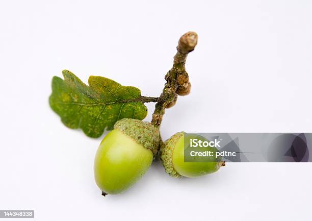 Selbst Noch Aus Eiche Stockfoto und mehr Bilder von Bildschärfe - Bildschärfe, Blatt - Pflanzenbestandteile, Eichel - Pflanzensamen