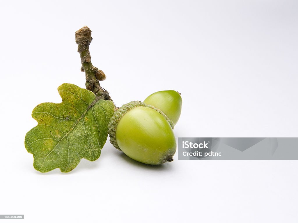 Acorns from an Oak tree \nAcorns from an Oak tree, picked up in the park and shot on a white backgroound to isolate. New life springs from an old Oak. Shallow depth of field creates mood.\n Acorn Stock Photo