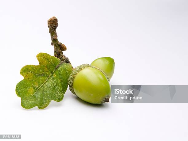 Acorns From An Oak Tree Stock Photo - Download Image Now - Acorn, Agricultural Field, Animal
