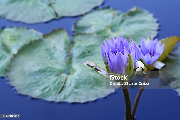 Waterlilies - Fotografias de stock e mais imagens de Amanhecer - Amanhecer, Anoitecer, Ao Ar Livre