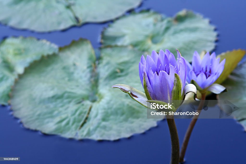 Waterlilies - Стоковые фото Барвинок - цветок роялти-фри